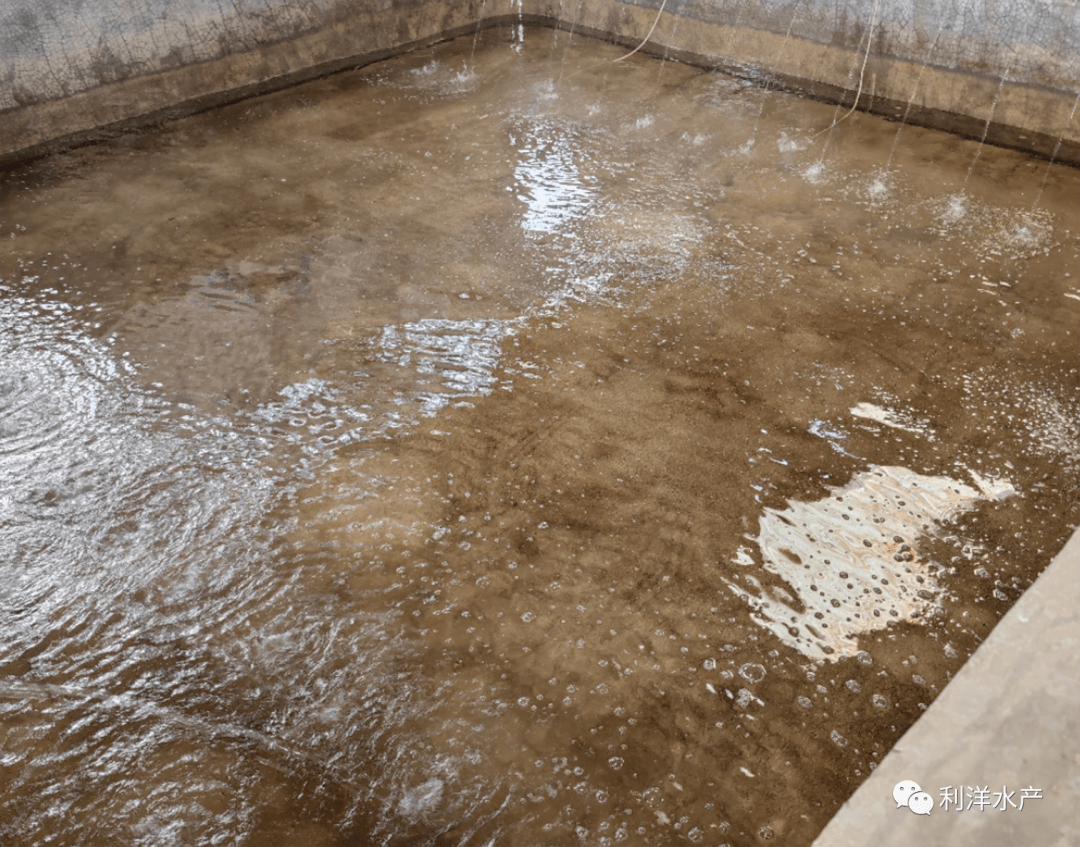 【贝类专题】东风螺标苗存活率低?保苗方案看这里_养殖_进行_情况