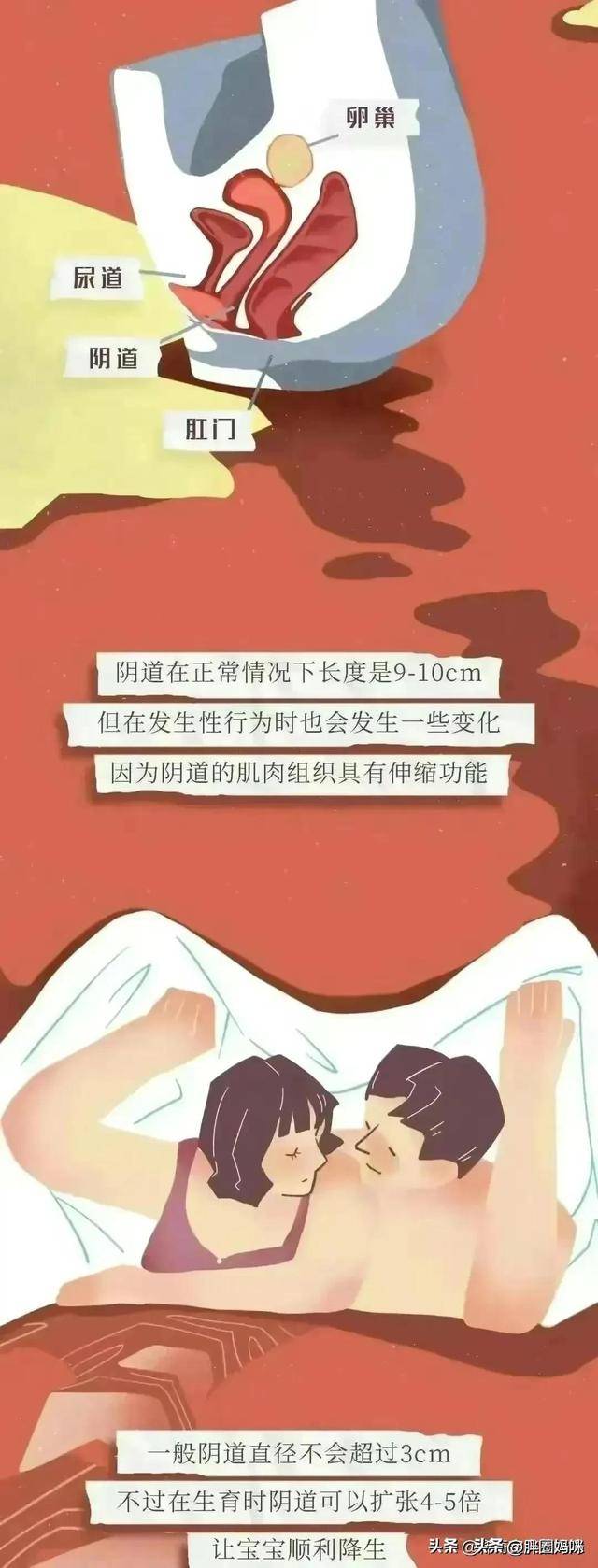 阴道 