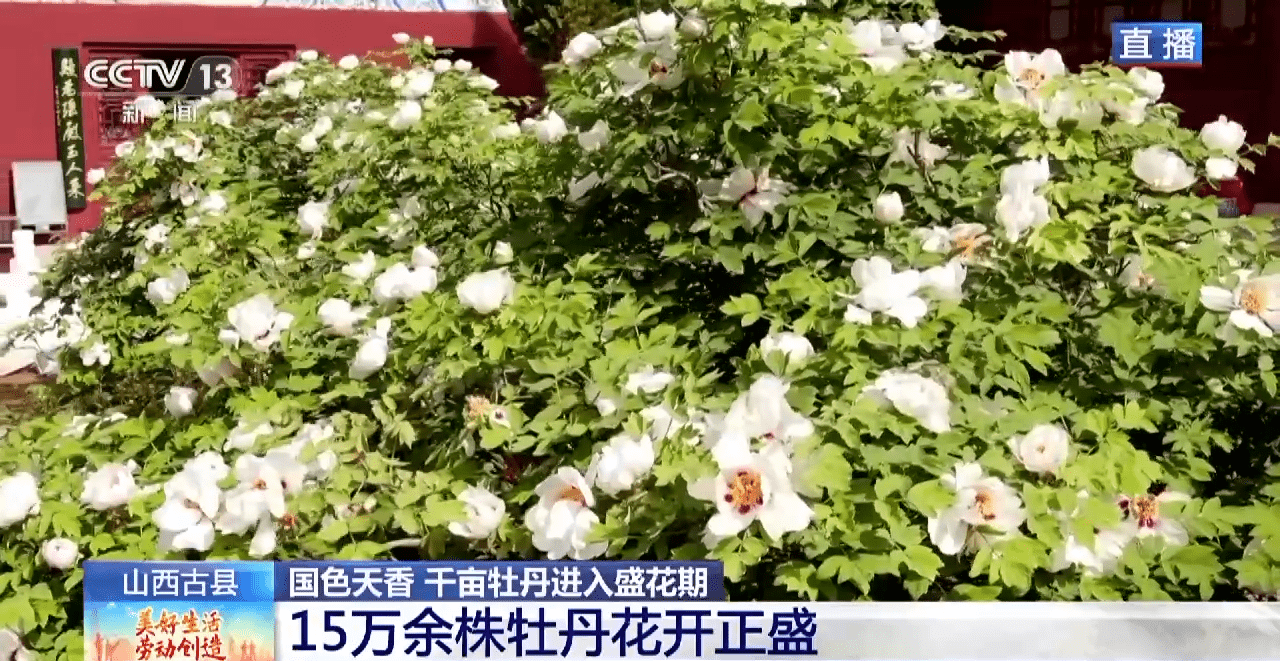 小狗种美丽鲜花（小花狗一般是什么品种） 第6张