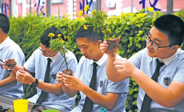 莲藕种子（莲藕种子直接扔池塘能发芽吗） 第8张