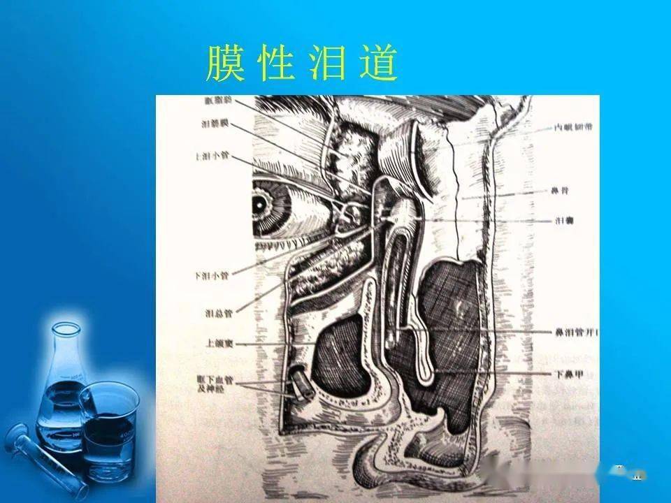 泪腺的解剖位置图片图片