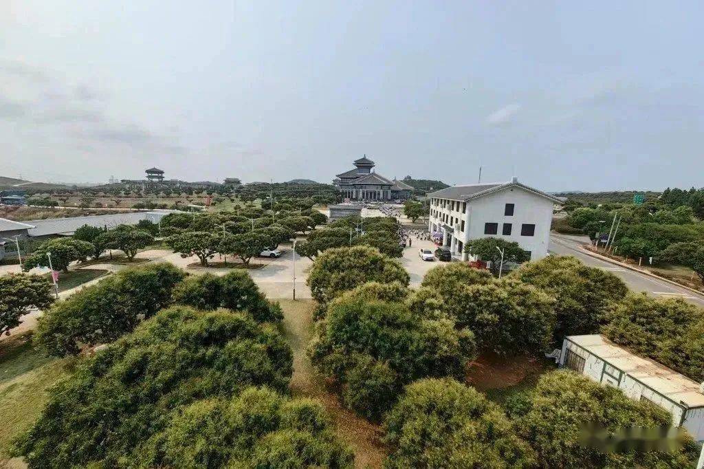 高州市根子镇柏桥村首批推出合作的荔枝园区高州市根子镇柏桥村柏桥村