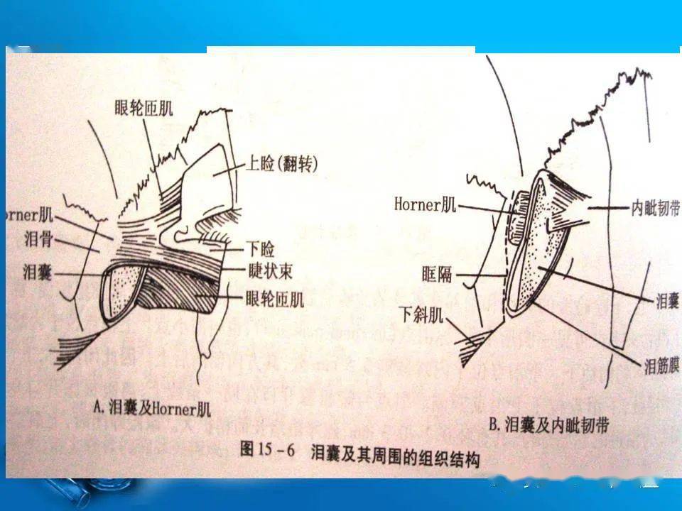 泪小管CT解剖图片