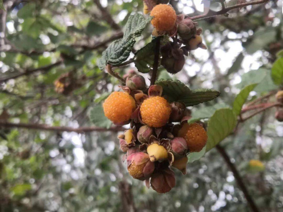 在山间小路旁,高山陡坡上,耳畔是布谷鸟的鸣叫,雨后的空气仿佛被雨