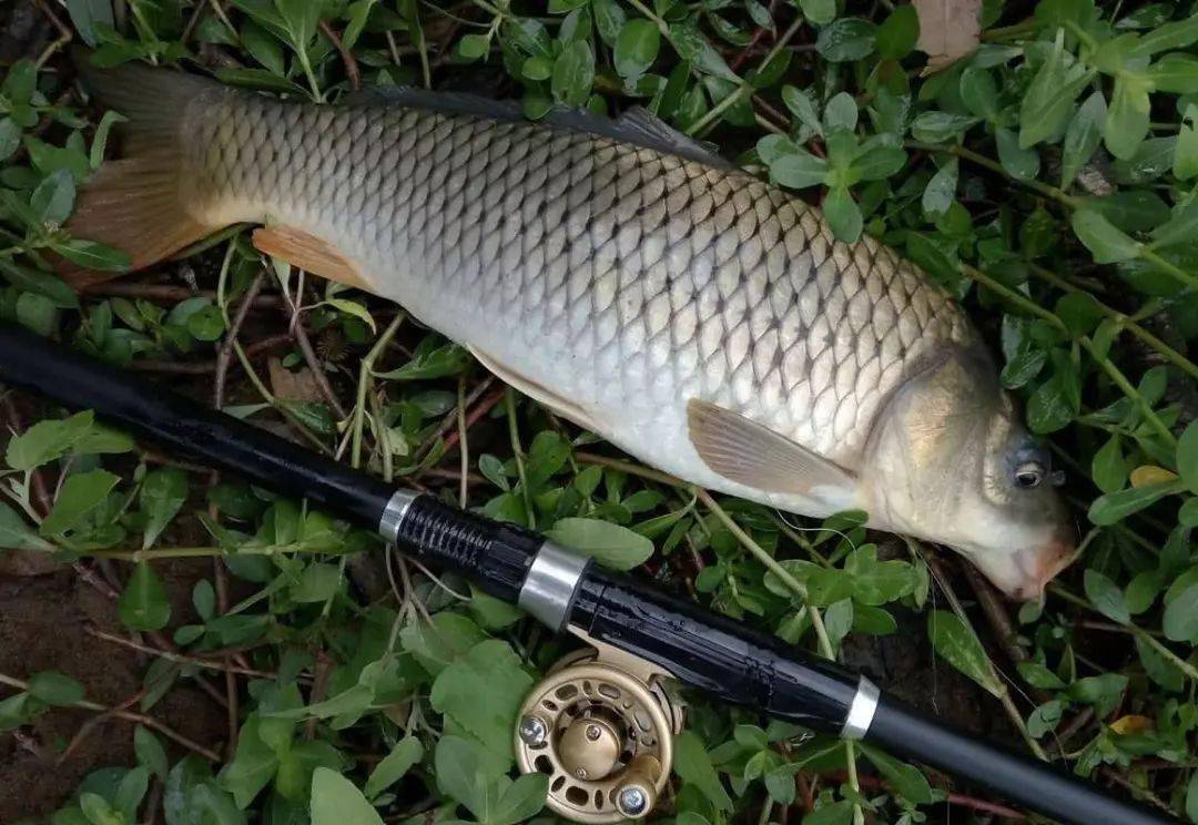 鲤拐子就像是水中的猪猪,嘴巴相当妖娆也很好吃_鲤鱼_钓友_芦节