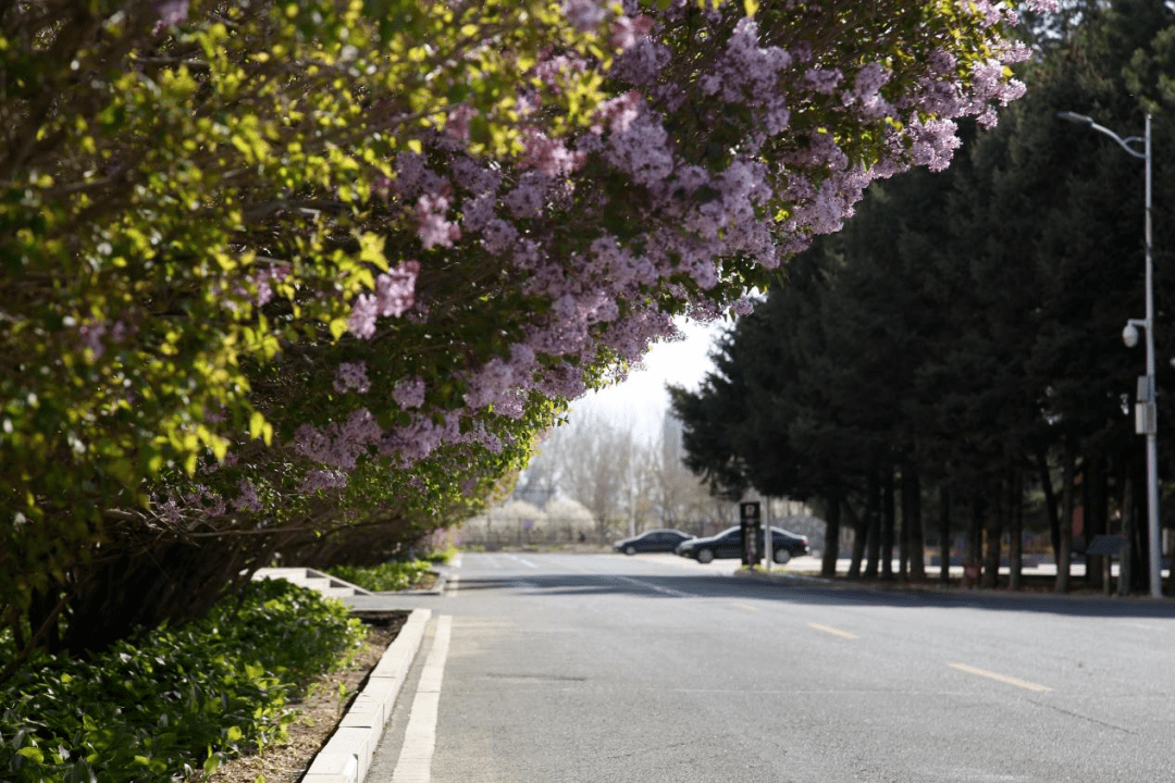 开满丁香花的校园图片