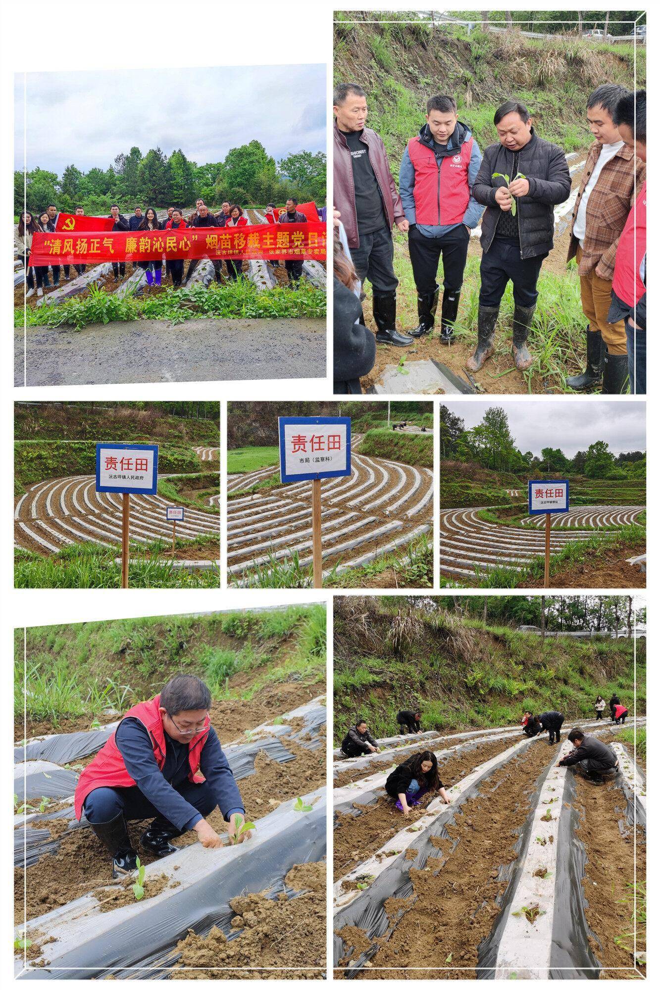 永定区作为烟叶产区土地肥沃气候适宜雨量充沛适合烟叶生长生产