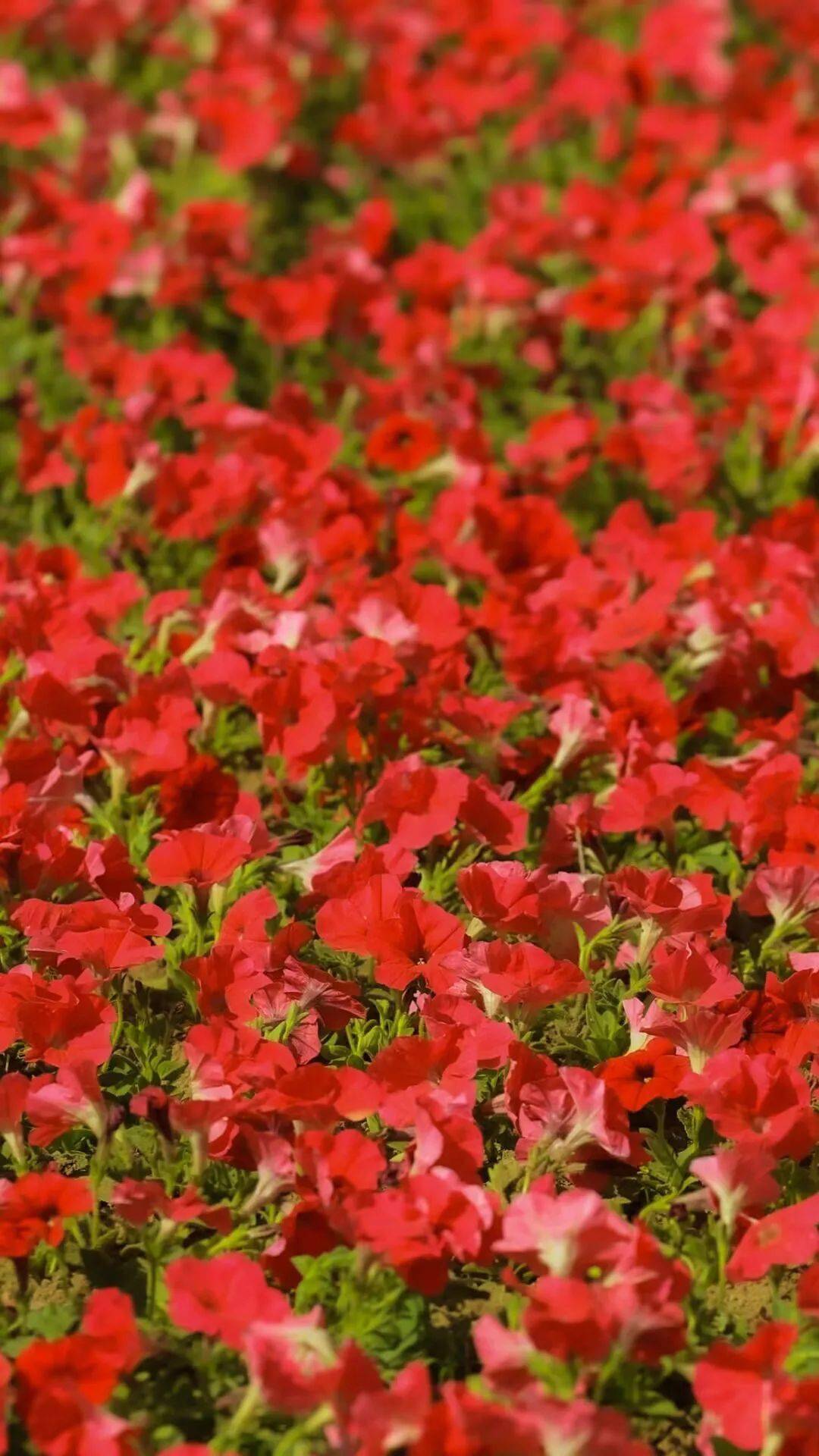 这花样青春吧end青海大学共青团新媒体中心中青校媒会员单位新浪微博