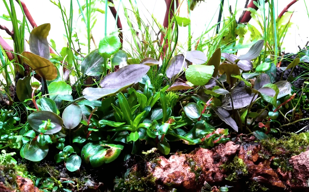 可以转水上水上,木头边缘是苔藓↓水下,种植辣椒榕↓加水↓沉木槽里面