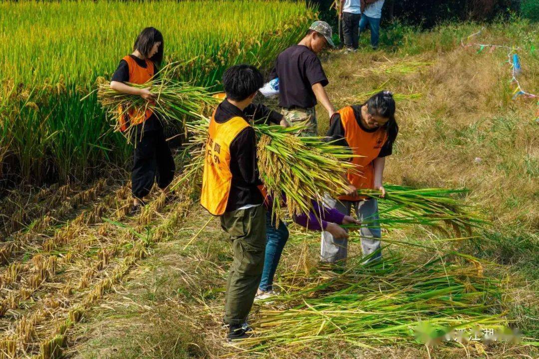 【团建定制】金泉营地天幕下午茶,自助烧烤,水果采摘,皮划艇,草坪拓展