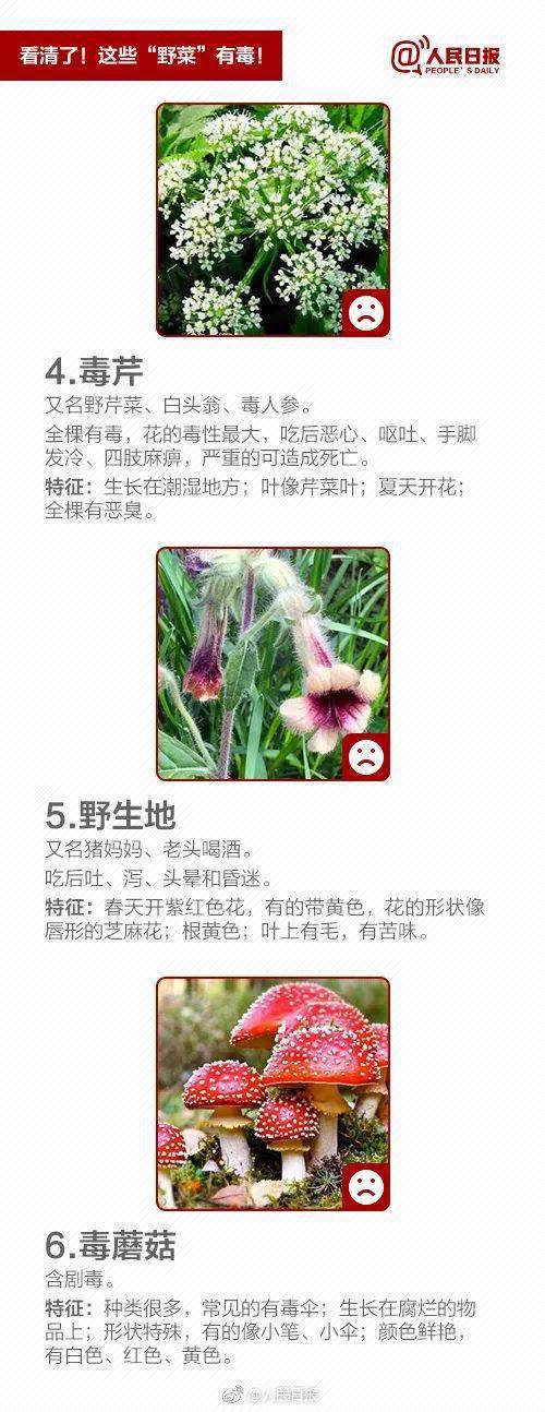 白花菜种子（白花菜的种子是什么样的?） 第11张