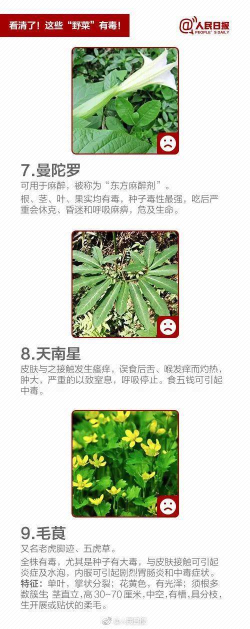 白花菜种子（白花菜的种子是什么样的?） 第12张