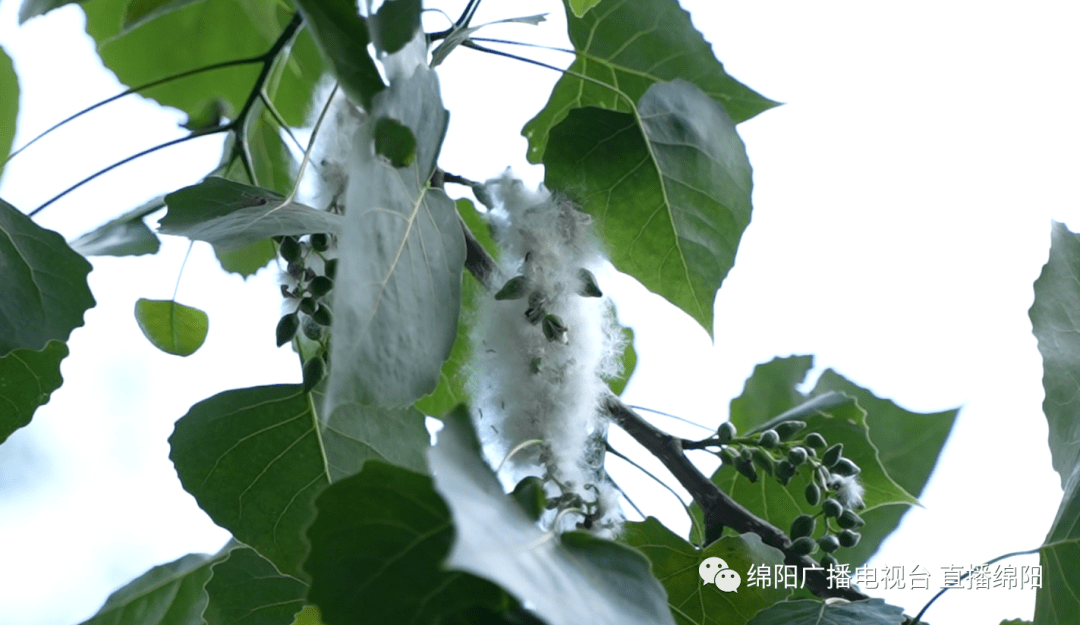 杨絮_杨树_小区