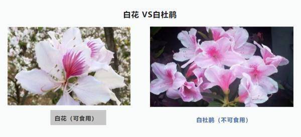 白花菜种子（白花菜的种子是什么样的?） 第3张