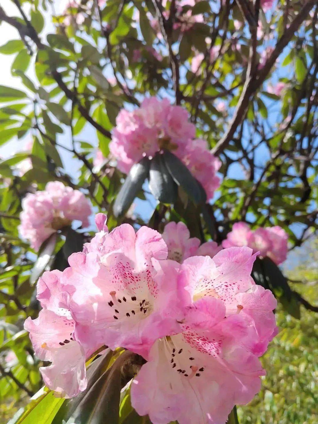 秦岭植物大全图片