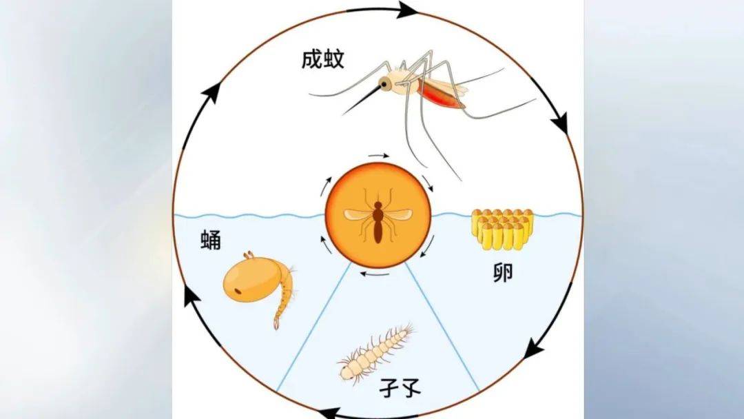 蚊子的四个发育阶段前三个都在水中因此清理室内外有积水的区域或卫生