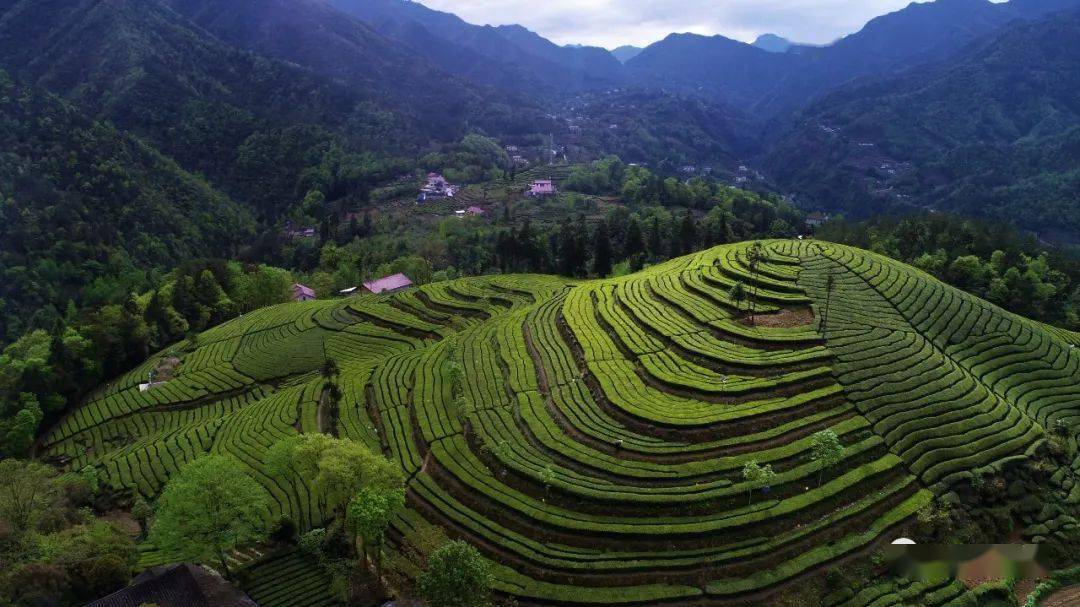 摄推荐线路:青岗岭生态茶叶公园(全国最美茶园)——渔洋关镇梅二冲村