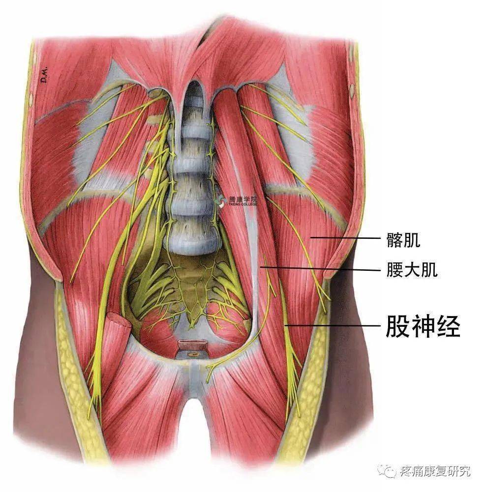 其解剖位置深,体积大,且形成特殊的髂腰肌筋膜间区
