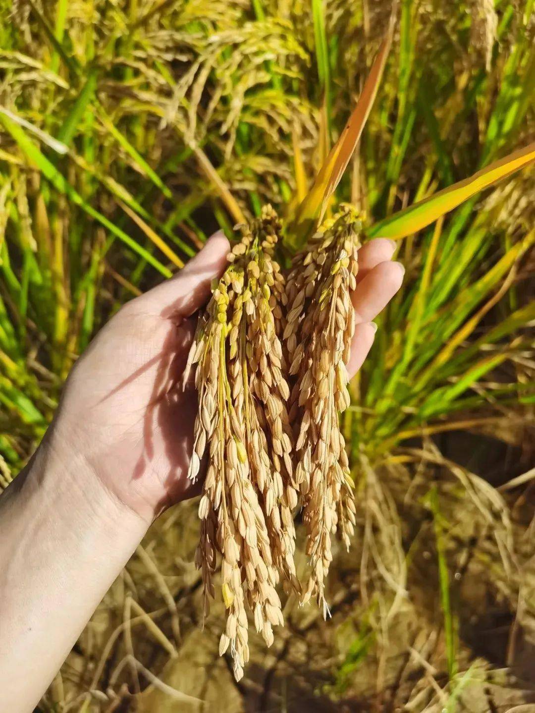 云南文山马关2米巨型稻成功栽种
