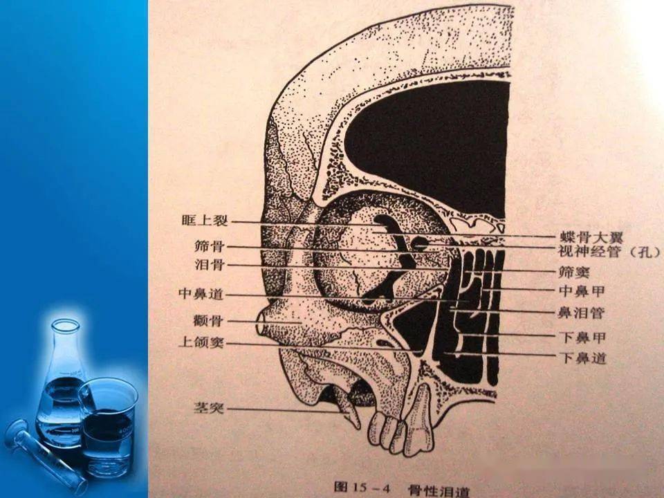 泪器影像解剖