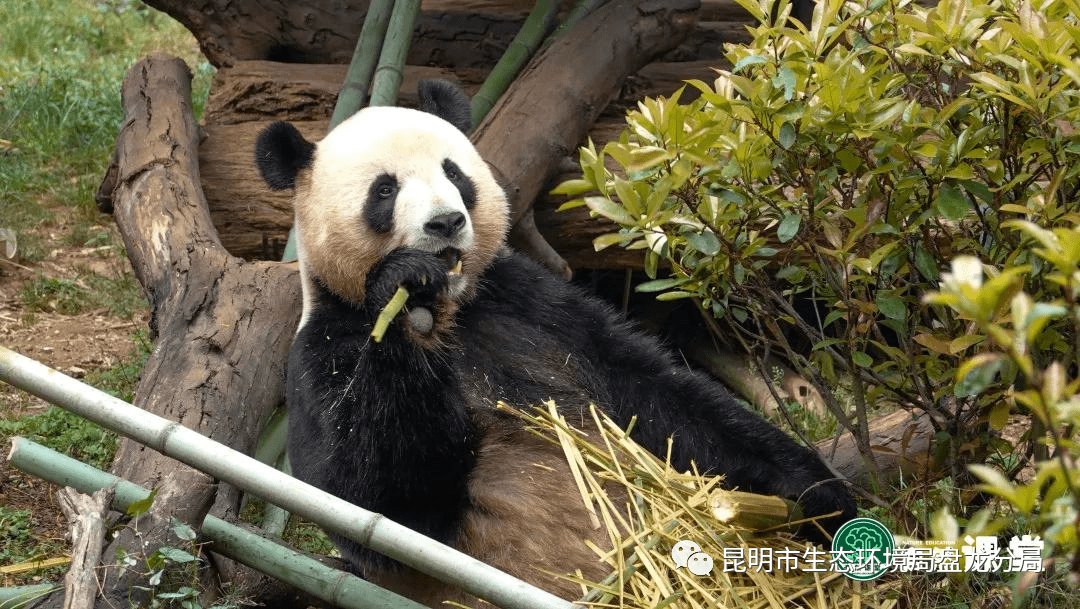 92雲南野生動物園毛竹92盤龍江遊船92瀑布公園92金殿名勝區