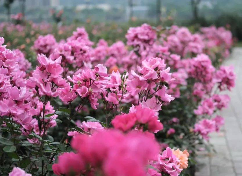 绵阳"市花"图鉴大赏!请更新你手机里的花花_月季花_大道_广场