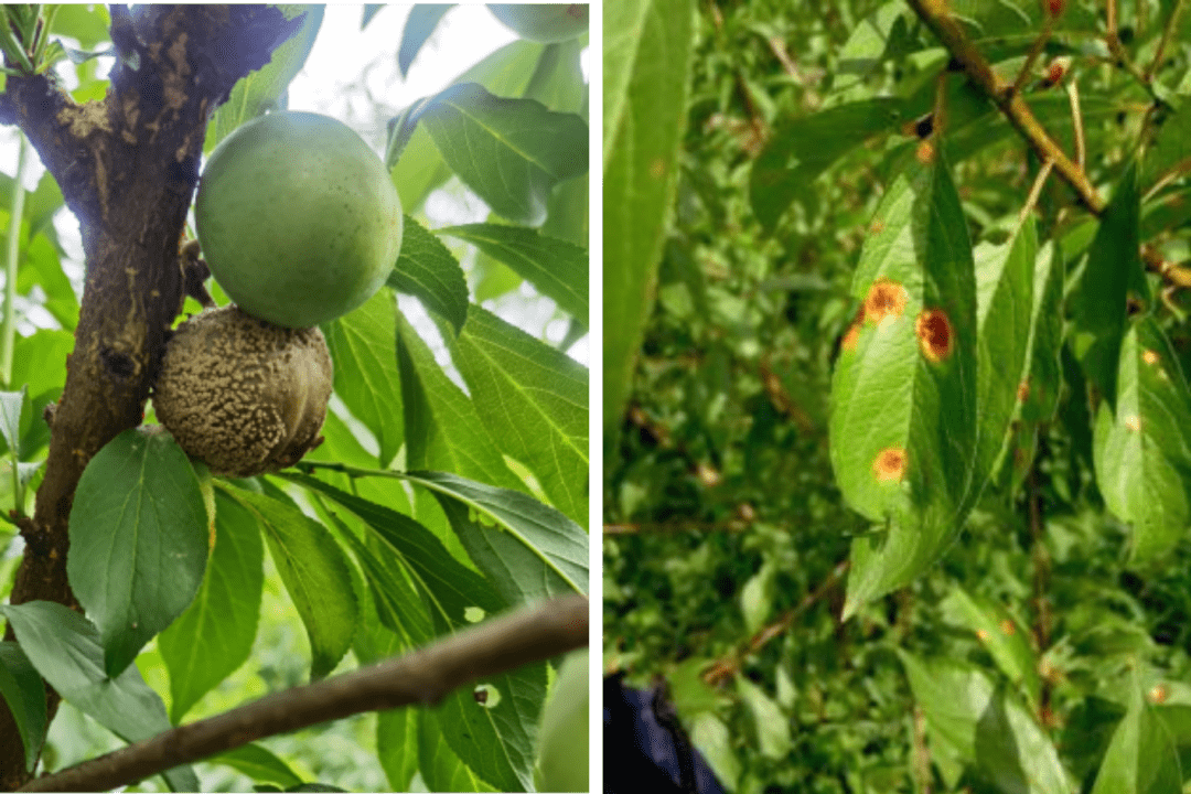 李褐腐病李红点病3.