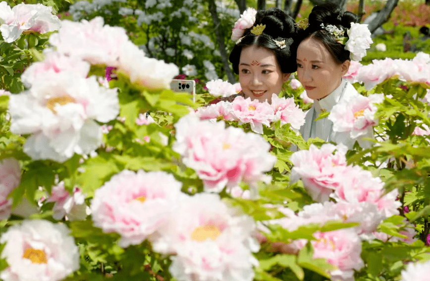 这个母亲节,一起去18金贵牡丹花乡19赏花游园逛市集吧!