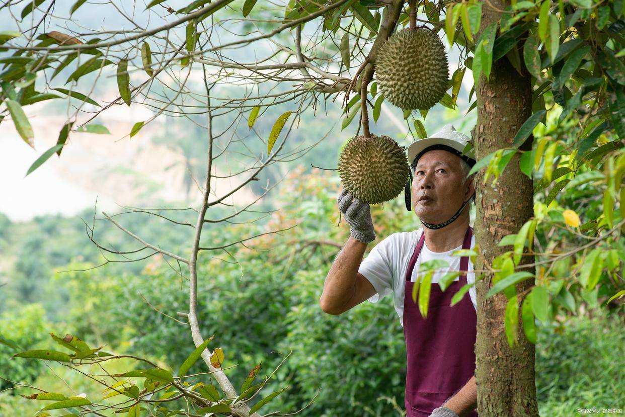 湖南种植榴莲成功图片