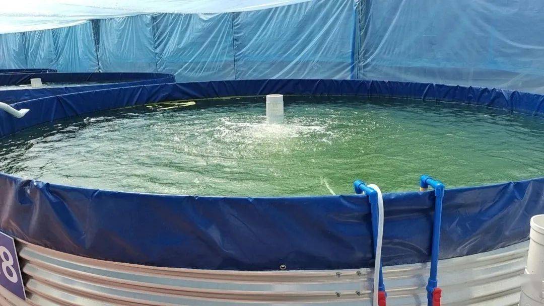 四川也能养虾?对,人工调制海水,也可养殖南美白对虾!