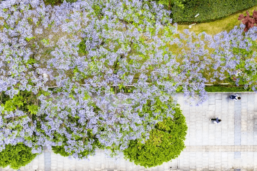 树图片（圣诞树图片卡通） 第6张