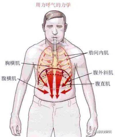 咳嗽时整个呼吸肌,包括肋间肌,膈肌,以及辅助呼吸肌,如腹直肌等,都会