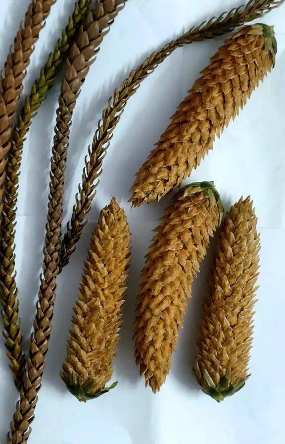 南洋杉:我几乎不敢相信自己的眼睛 || 李健鸿_陵园_球果_树木