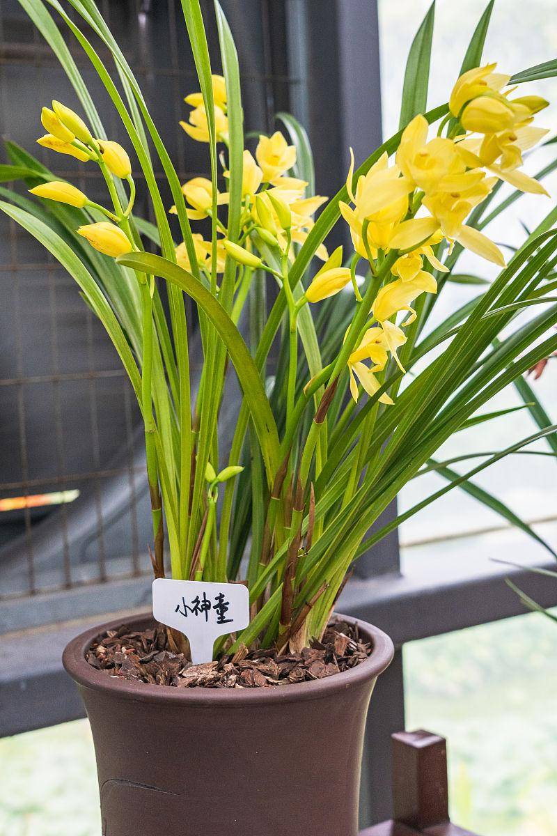 养在家里,寓意美好,造型优美,价位亲民,新手入门必备_种植_兰花_植物