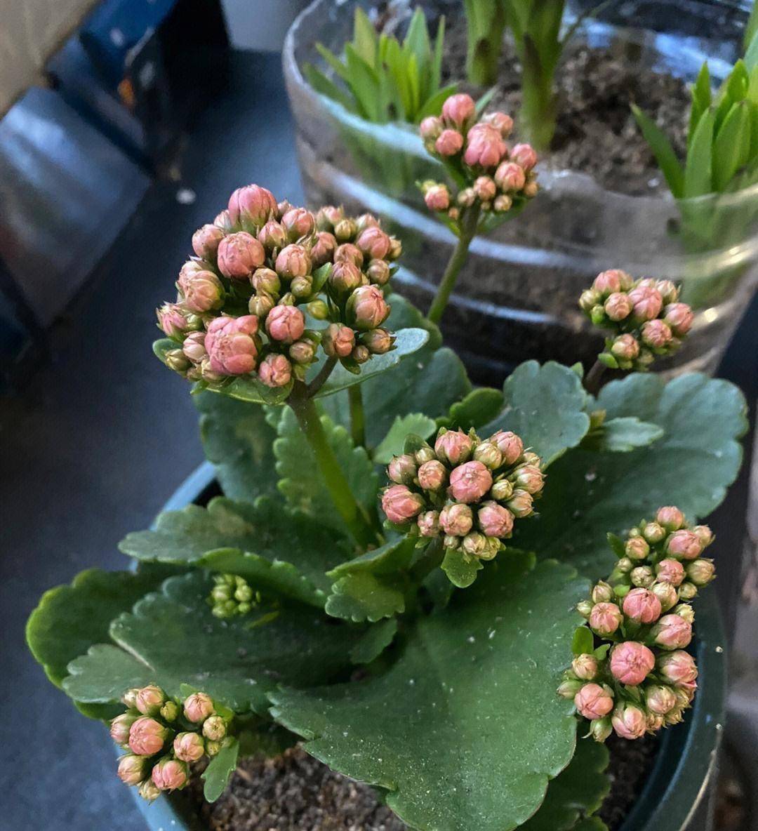 养长寿花,只用"3招",不仅开花多,花苞满枝头,还能开更久_花盆_叶子