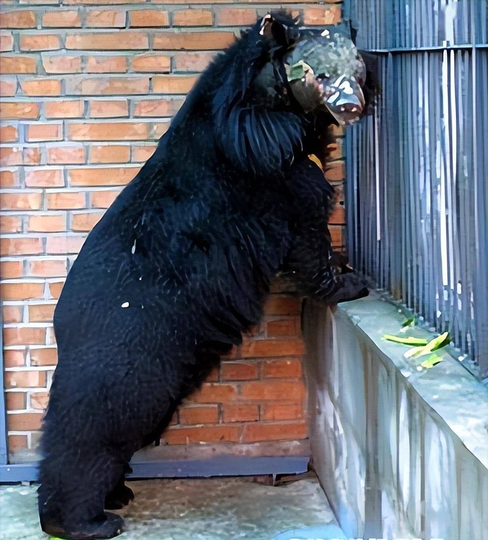 2002年,清华学子刘海洋用硫酸泼熊 ,21年后却成为中科院高级专家_黑熊