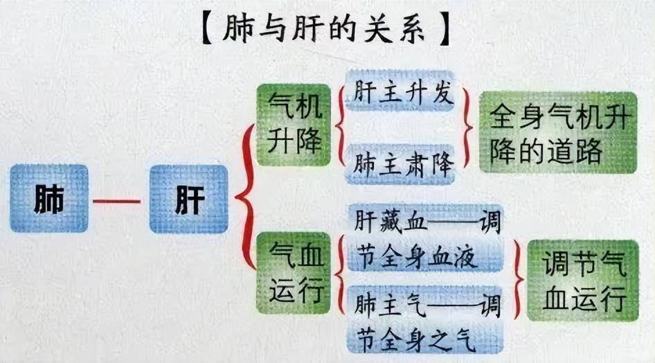 肝藏血,肺藏氣,肝氣與肺氣上下陰陽升降,以維持人體氣機的正常升降