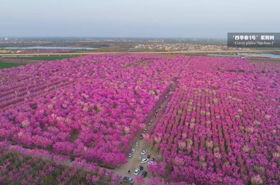 [四季春1号紫荆树]四季春1号紫荆树现已在北京,上海,南京,成都等