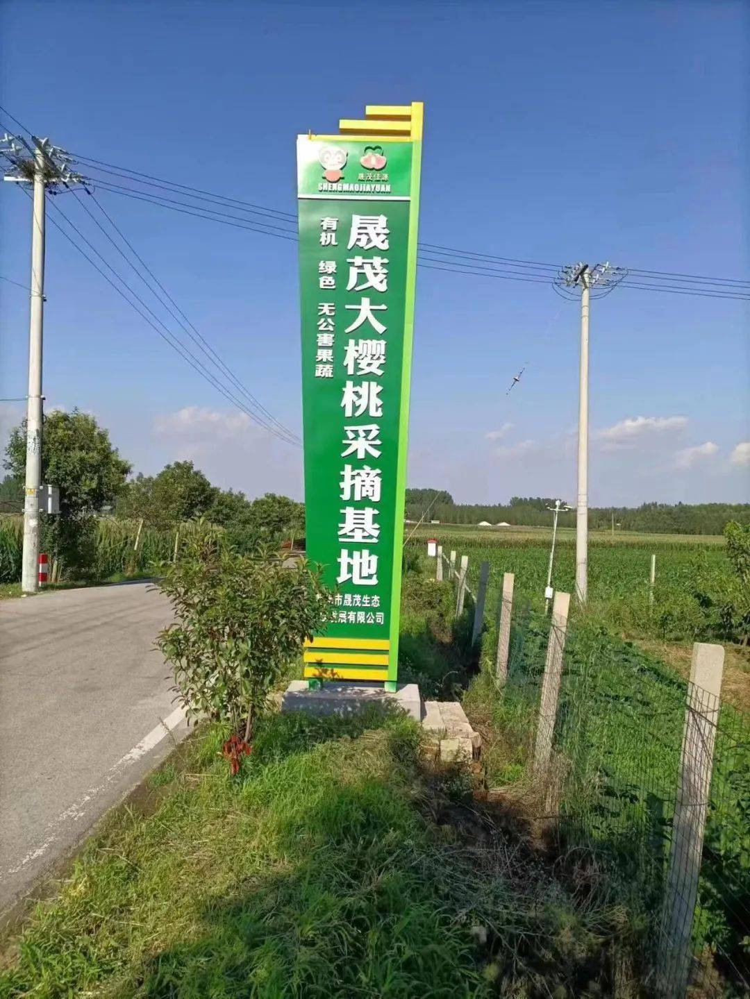 周末去哪儿 | 级索镇前杨岗村晟茂樱桃采摘园的樱桃熟啦!