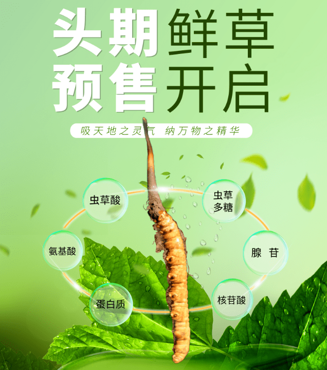 虫草采挖季,品鲜正当时_冬虫夏草_玉树_地区