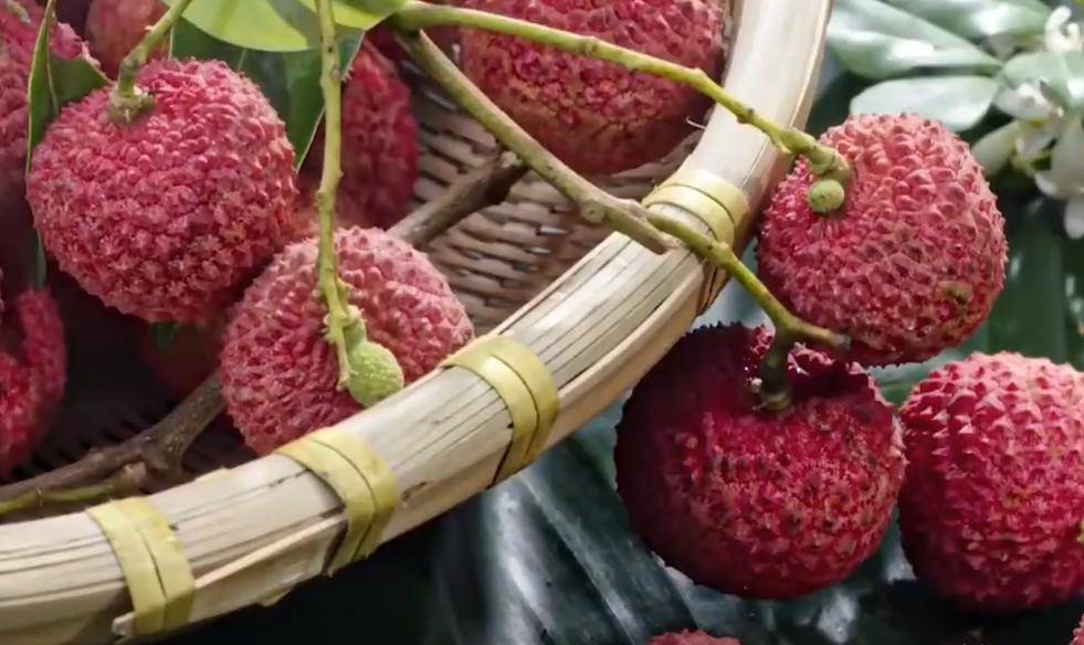必博体育盘点世界上最贵的8种水果一颗荔枝