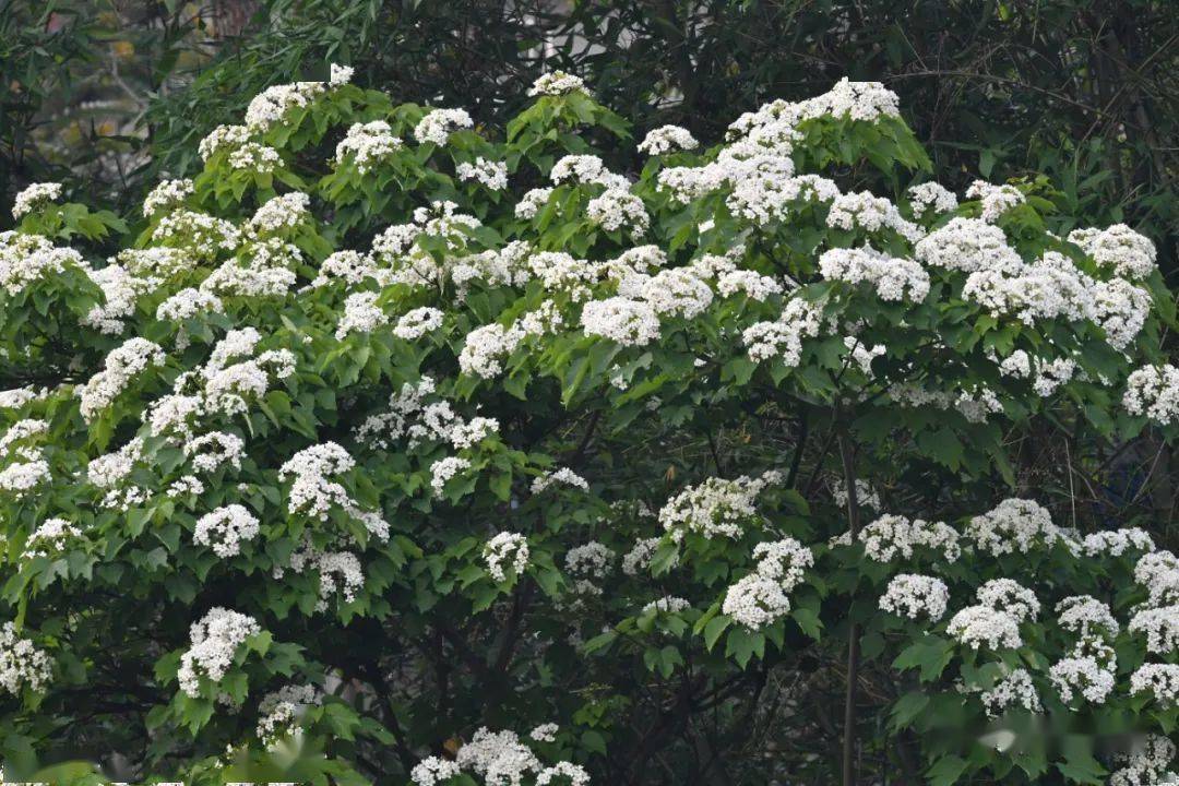 美如仙境_油桐树_天宝_植物