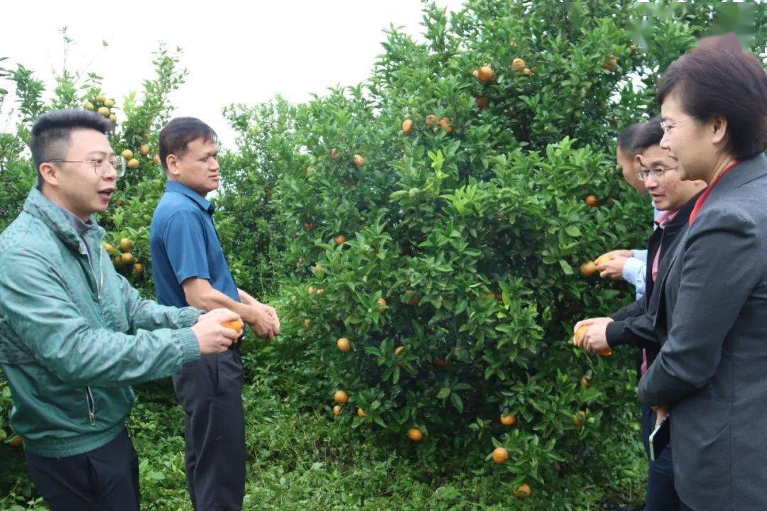 吴孝斌(左五)率队到百丈乡调研水果产业发展情况在广西恒丰百丈水果