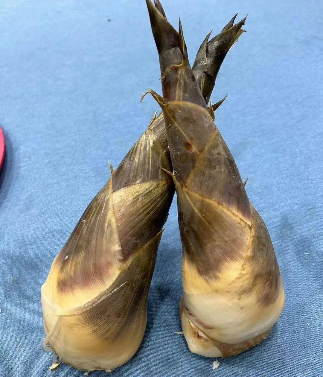 "笋中之王"林岳吊丝丹进入最佳赏味期!速来尝鲜→_竹笋_美味_桂城