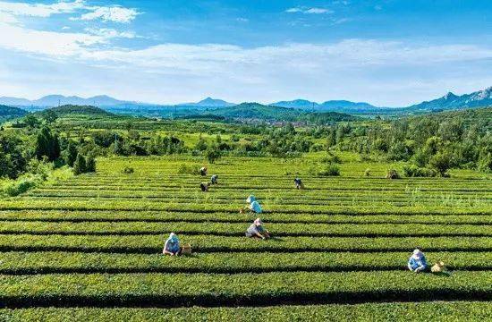 美德健康新生活 | 嵐山區:產品溯源 溯出信用新體現_茶園_平臺_茶葉