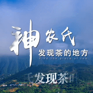 相约神农寻茶地,茶话巴东红!直播入口→_活动_地点_茶园