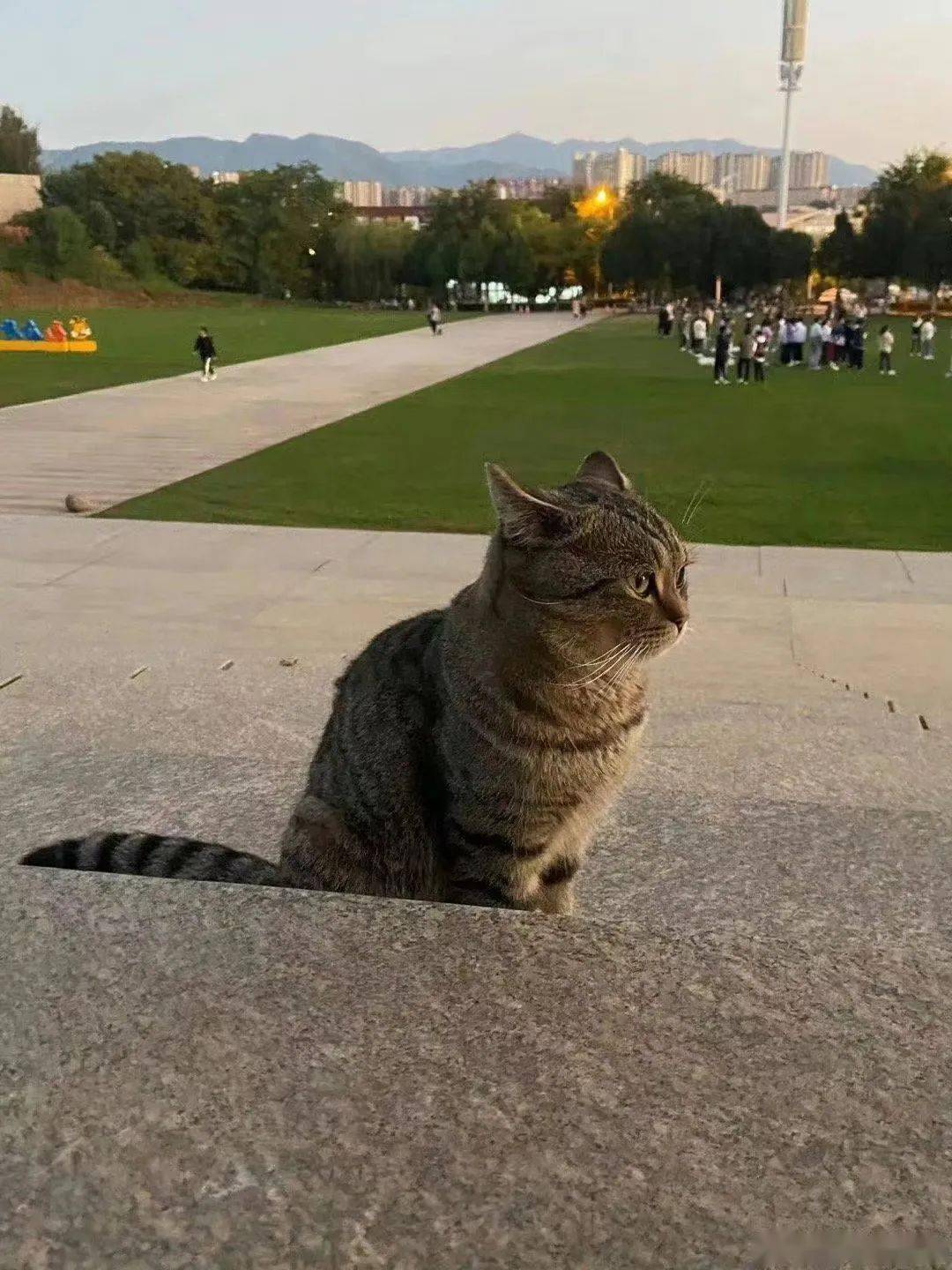 网传昆明理工大学发现虐猫事件,好几只猫被火烧死!