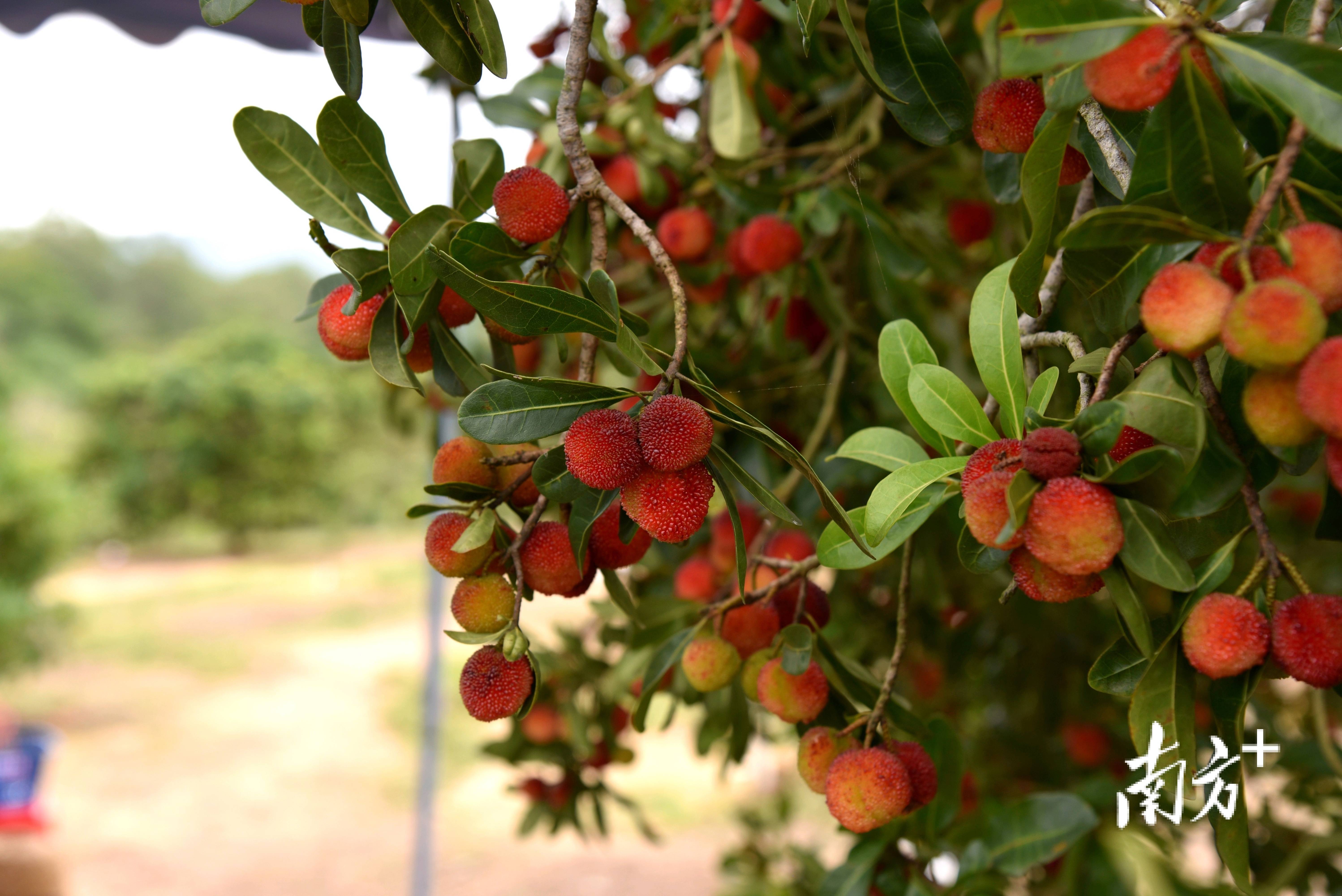 马踏镇仁岭源杨梅园位于马踏镇黄羌村富硒富锗带上,经多年种植,在2021