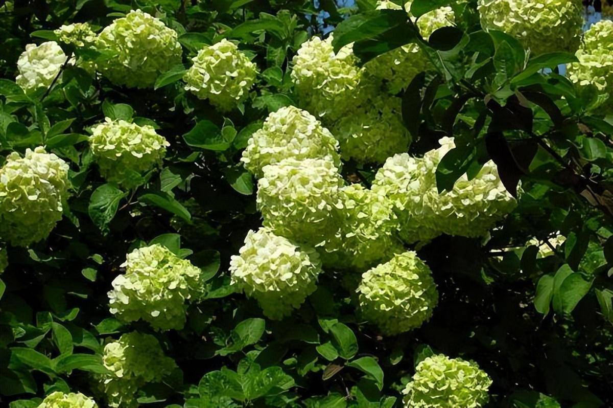 绣球花分两大类,北方地区种木绣球,花球如雪,开花多更漂亮_种植_花卉