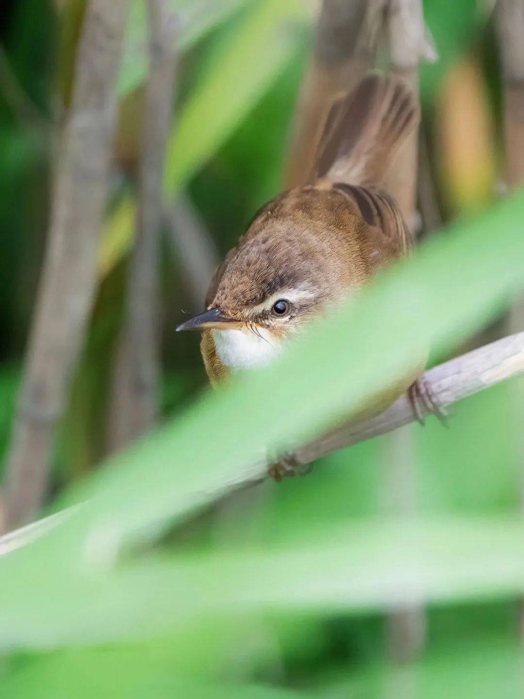 浙江省鸟类新记录现身临安青山湖_苇莺_远东_芦苇丛